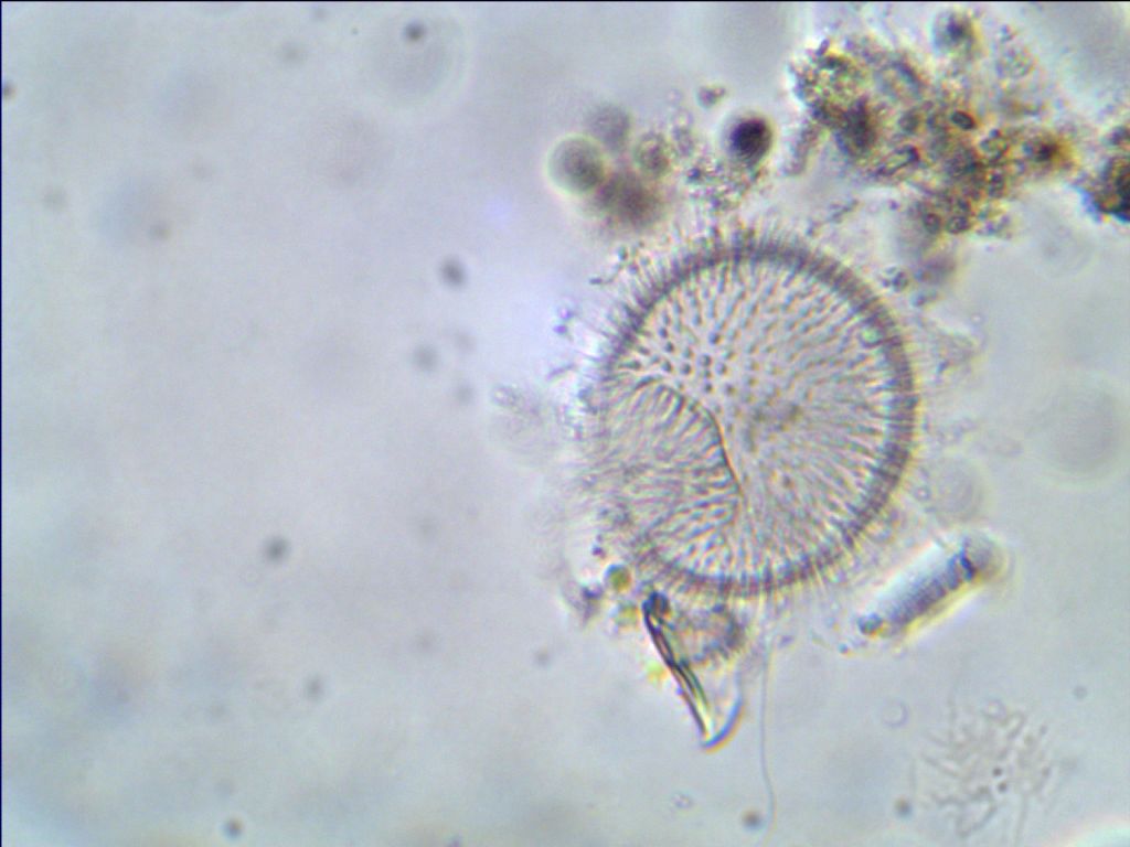 Chi sa dirmi di cosa si tratta?